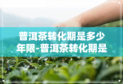 普洱茶转化期是多少年限-普洱茶转化期是多少年限的