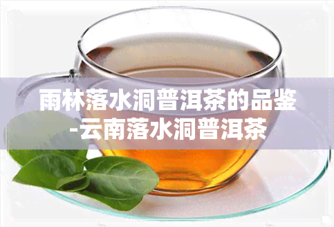 雨林落水洞普洱茶的品鉴-云南落水洞普洱茶