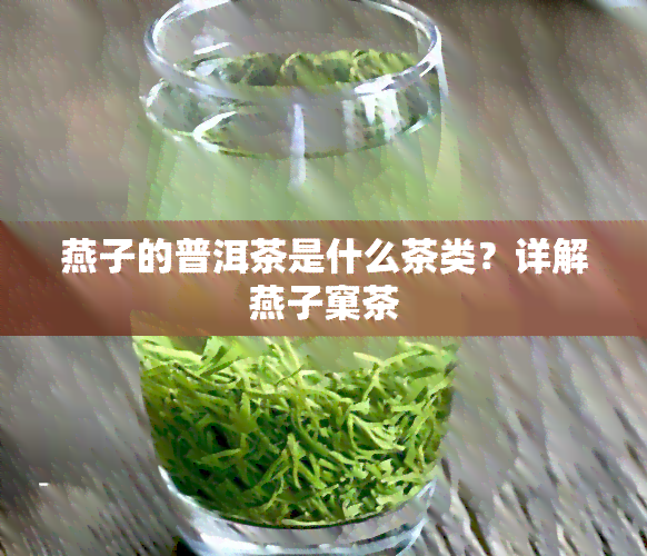 燕子的普洱茶是什么茶类？详解燕子窠茶