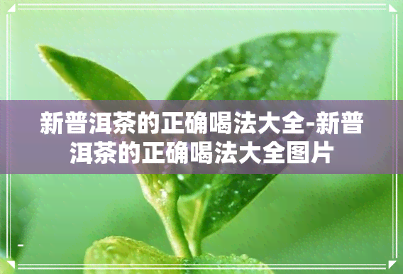 新普洱茶的正确喝法大全-新普洱茶的正确喝法大全图片