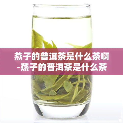 燕子的普洱茶是什么茶啊-燕子的普洱茶是什么茶啊图片