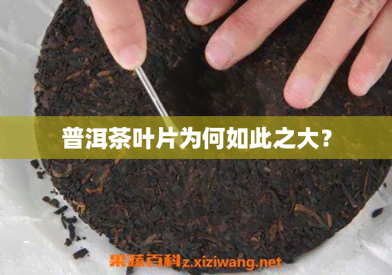 普洱茶叶片为何如此之大？