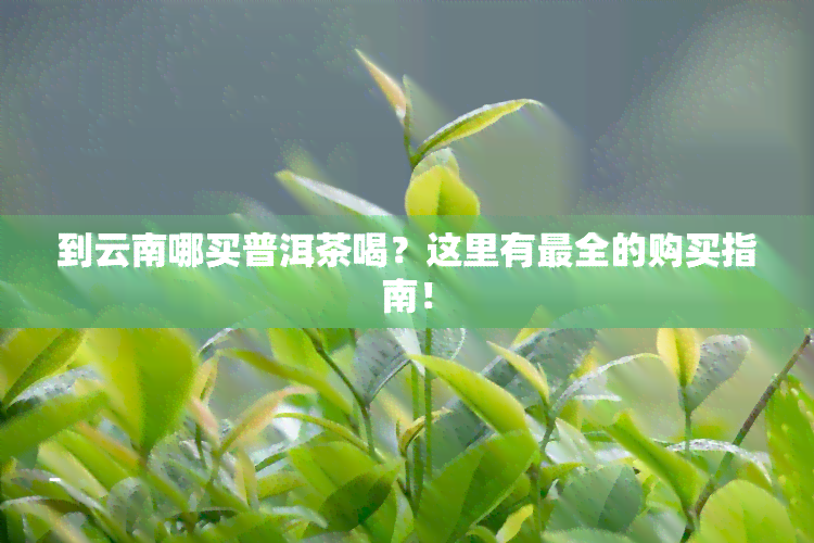 到云南哪买普洱茶喝？这里有最全的购买指南！