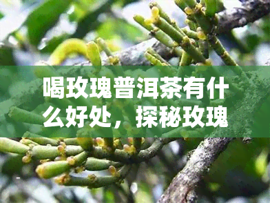 喝玫瑰普洱茶有什么好处，探秘玫瑰普洱茶的健益处