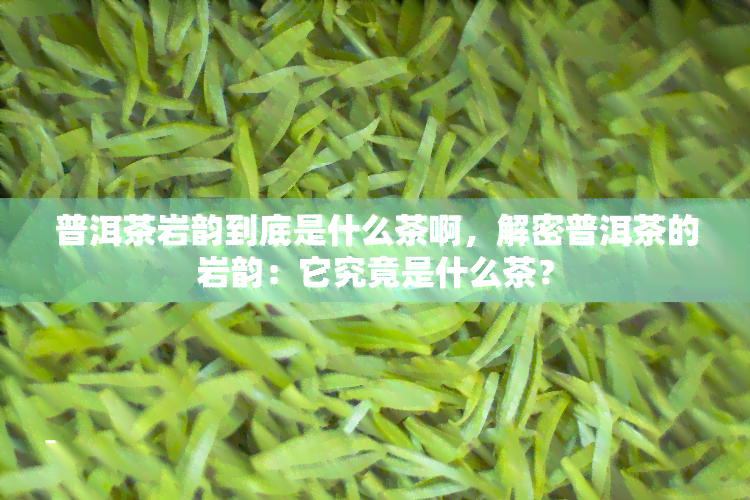 普洱茶岩韵到底是什么茶啊，解密普洱茶的岩韵：它究竟是什么茶？