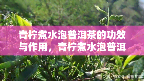 青柠煮水泡普洱茶的功效与作用，青柠煮水泡普洱茶：养生新宠，功效与作用大揭秘！