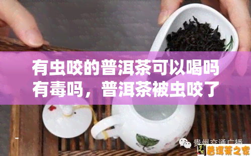 有虫咬的普洱茶可以喝吗有吗，普洱茶被虫咬了还能喝吗？会有吗？