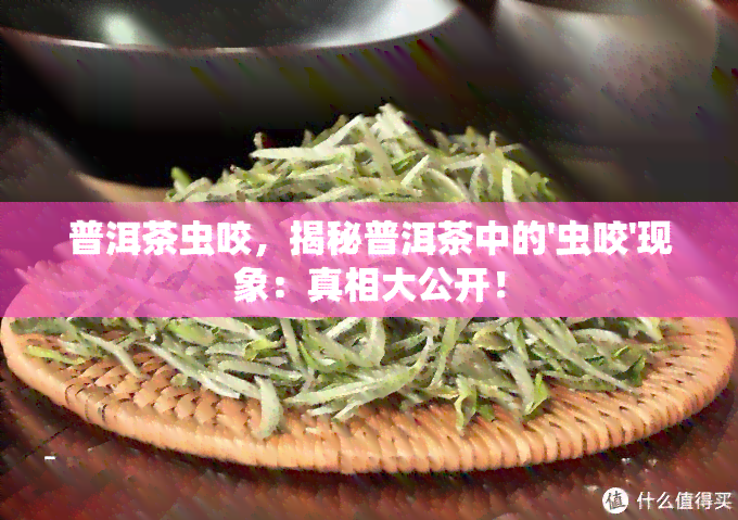 普洱茶虫咬，揭秘普洱茶中的'虫咬'现象：真相大公开！