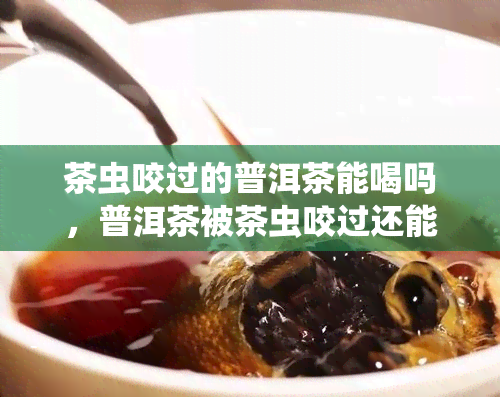 茶虫咬过的普洱茶能喝吗，普洱茶被茶虫咬过还能饮用吗？