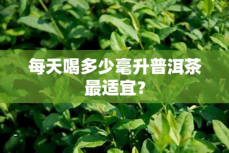 每天喝多少毫升普洱茶最适宜？