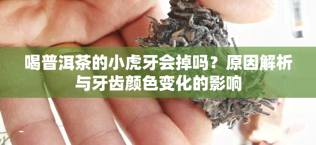 喝普洱茶的小虎牙会掉吗？原因解析与牙齿颜色变化的影响