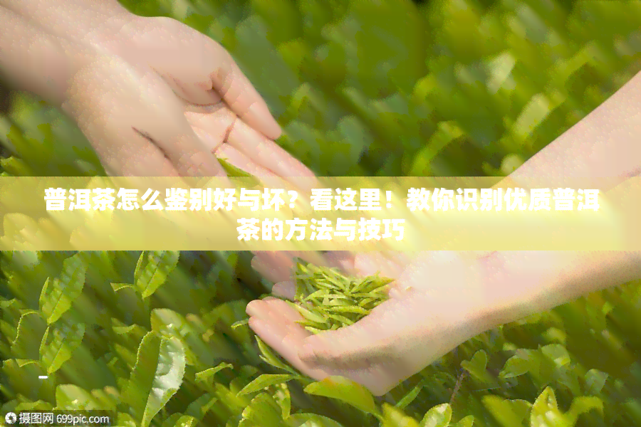 普洱茶怎么鉴别好与坏？看这里！教你识别优质普洱茶的方法与技巧