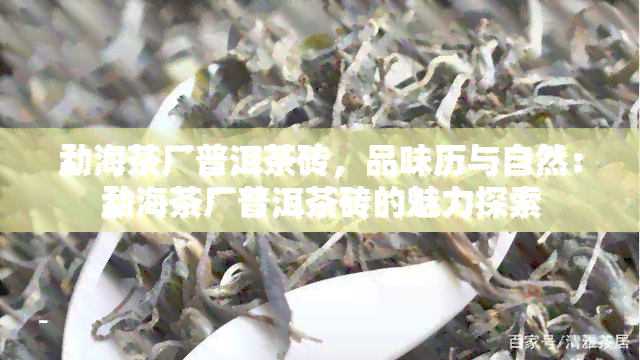 勐海茶厂普洱茶砖，品味历与自然：勐海茶厂普洱茶砖的魅力探索