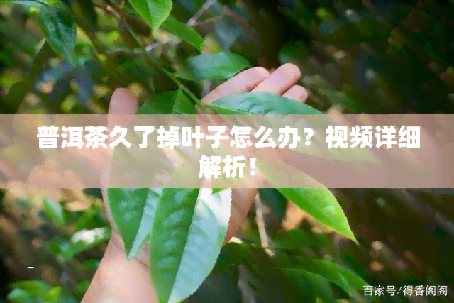 普洱茶久了掉叶子怎么办？视频详细解析！