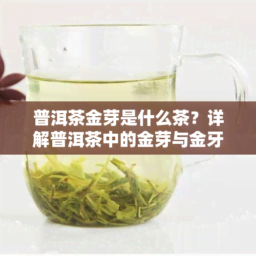 普洱茶金芽是什么茶？详解普洱茶中的金芽与金牙的区别