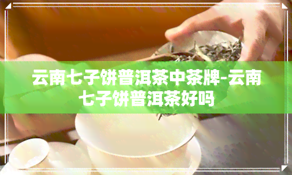 云南七子饼普洱茶中茶牌-云南七子饼普洱茶好吗