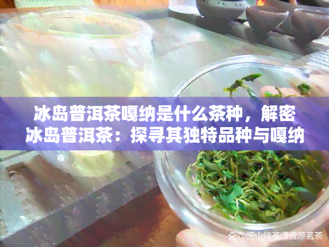 冰岛普洱茶嘎纳是什么茶种，解密冰岛普洱茶：探寻其独特品种与嘎纳的渊源