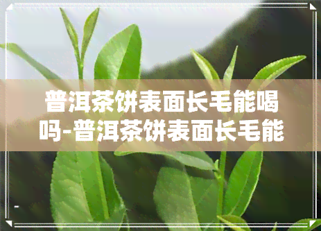 普洱茶饼表面长毛能喝吗-普洱茶饼表面长毛能喝吗有吗