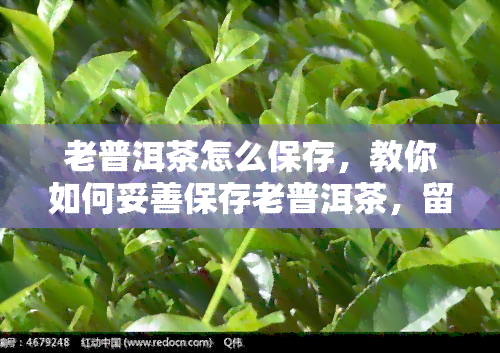 老普洱茶怎么保存，教你如何妥善保存老普洱茶，留住陈年韵味！