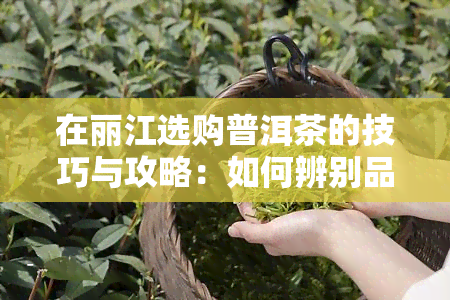 在丽江选购普洱茶的技巧与攻略：如何辨别品质优劣？