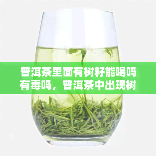 普洱茶里面有树籽能喝吗有吗，普洱茶中出现树籽，能否安全饮用？探讨其可能的性风险