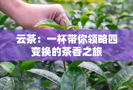 云茶：一杯带你领略四变换的茶香之旅