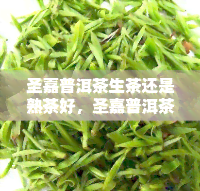 圣嘉普洱茶生茶还是熟茶好，圣嘉普洱茶：生茶与熟茶的比较，哪一种更适合你？