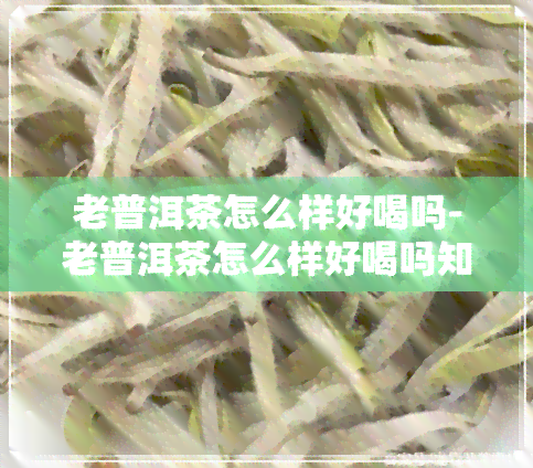 老普洱茶怎么样好喝吗-老普洱茶怎么样好喝吗知乎