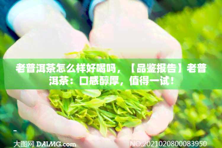 老普洱茶怎么样好喝吗，【品鉴报告】老普洱茶：口感醇厚，值得一试！