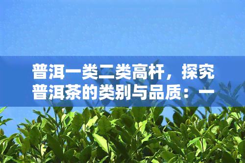 普洱一类二类高杆，探究普洱茶的类别与品质：一类、二类和高杆的区别