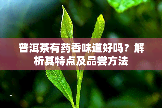 普洱茶有香味道好吗？解析其特点及品尝方法