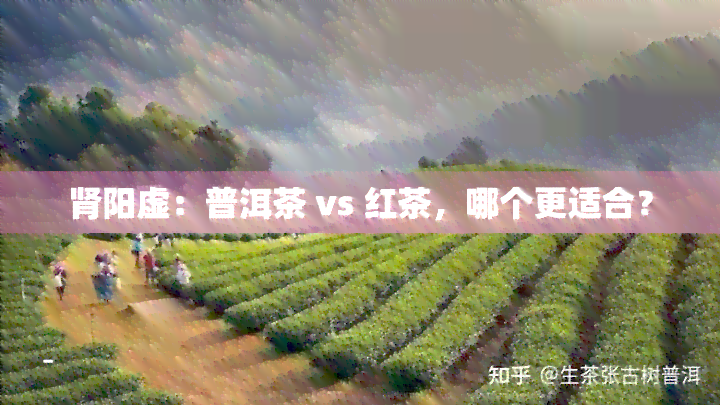 肾阳虚：普洱茶 vs 红茶，哪个更适合？