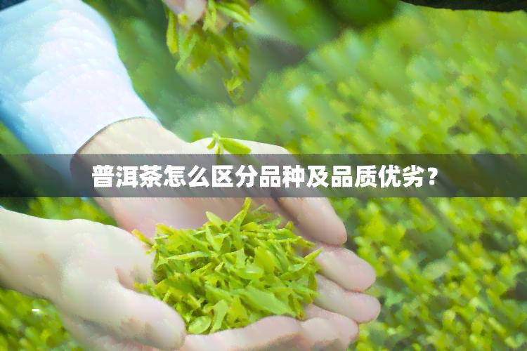 普洱茶怎么区分品种及品质优劣？