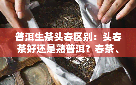 普洱生茶头春区别：头春茶好还是熟普洱？春茶、二春茶有何不同？真正古树普洱头春特点是什么？