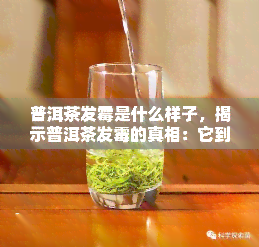 普洱茶发霉是什么样子，揭示普洱茶发霉的真相：它到底长什么样子？