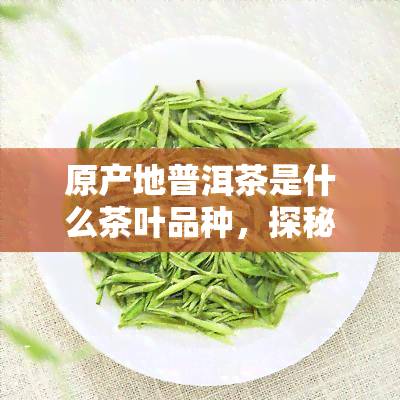 原产地普洱茶是什么茶叶品种，探秘普洱茶：了解其原产地和所属茶叶品种