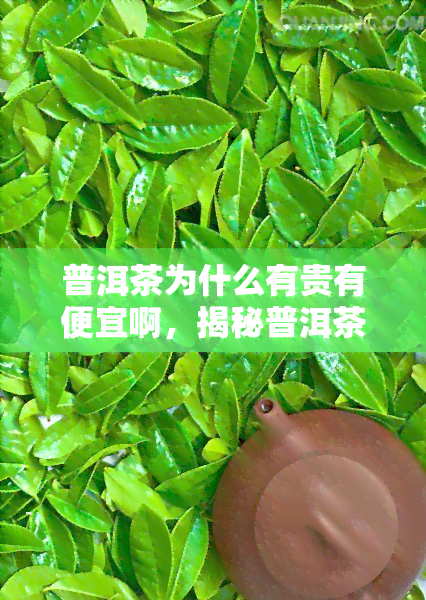 普洱茶为什么有贵有便宜啊，揭秘普洱茶价格差异：为何有贵有便宜？