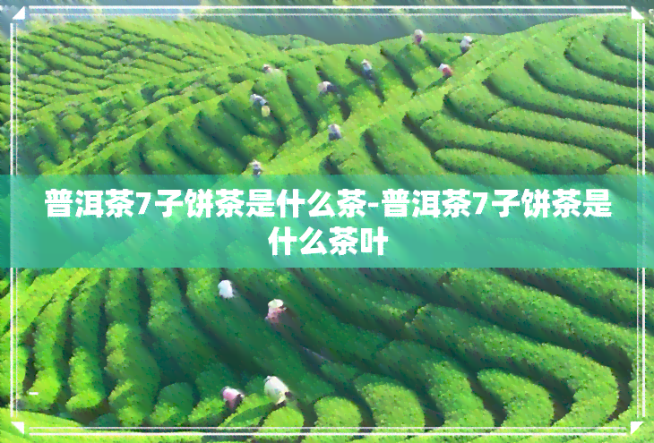 普洱茶7子饼茶是什么茶-普洱茶7子饼茶是什么茶叶