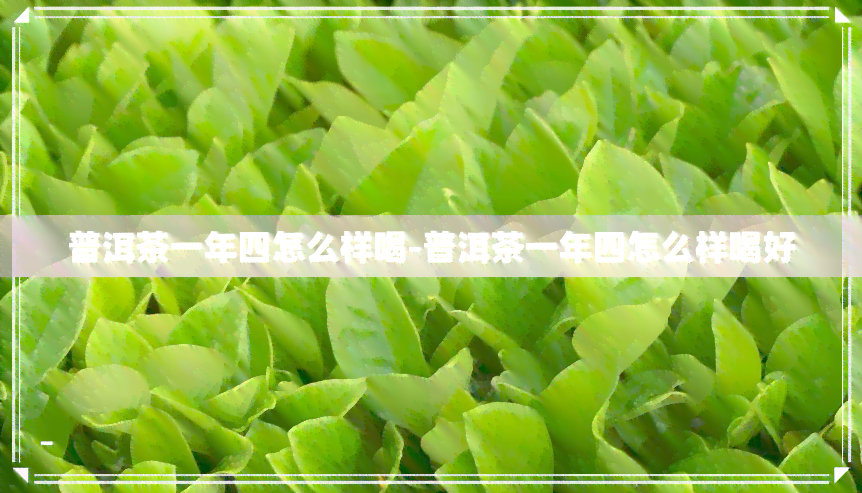 普洱茶一年四怎么样喝-普洱茶一年四怎么样喝好