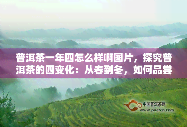 普洱茶一年四怎么样啊图片，探究普洱茶的四变化：从春到冬，如何品尝不同节的普洱茶？【附图】