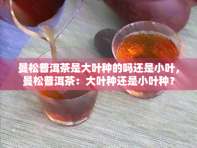 曼松普洱茶是大叶种的吗还是小叶，曼松普洱茶：大叶种还是小叶种？