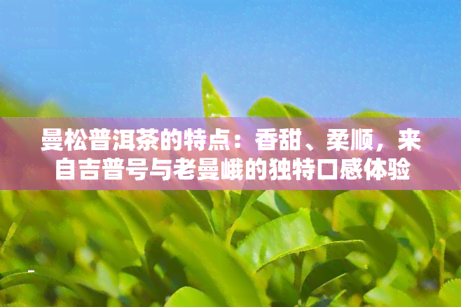 曼松普洱茶的特点：香甜、柔顺，来自吉普号与老曼峨的独特口感体验