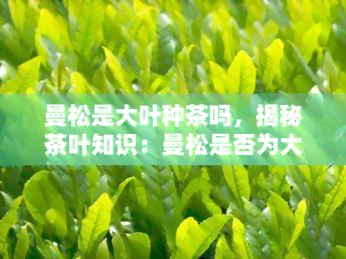 曼松是大叶种茶吗，揭秘茶叶知识：曼松是否为大叶种茶？