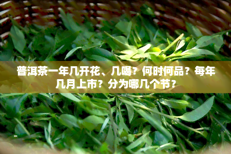 普洱茶一年几开花、几喝？何时何品？每年几月上市？分为哪几个节？