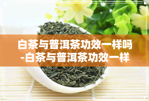 白茶与普洱茶功效一样吗-白茶与普洱茶功效一样吗知乎