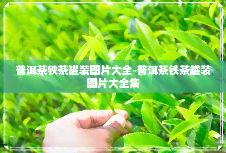 普洱茶铁茶罐装图片大全-普洱茶铁茶罐装图片大全集