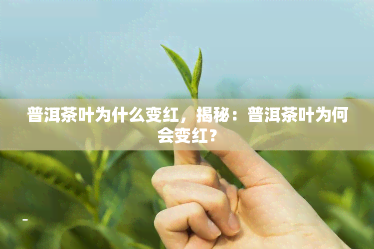 普洱茶叶为什么变红，揭秘：普洱茶叶为何会变红？