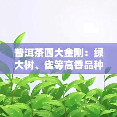 普洱茶四大金刚：绿大树、雀等高香品种全解析