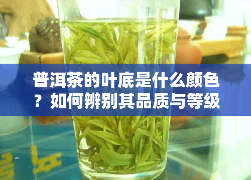 普洱茶的叶底是什么颜色？如何辨别其品质与等级？