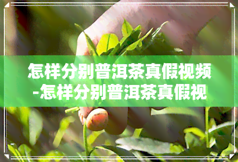 怎样分别普洱茶真假视频-怎样分别普洱茶真假视频讲解